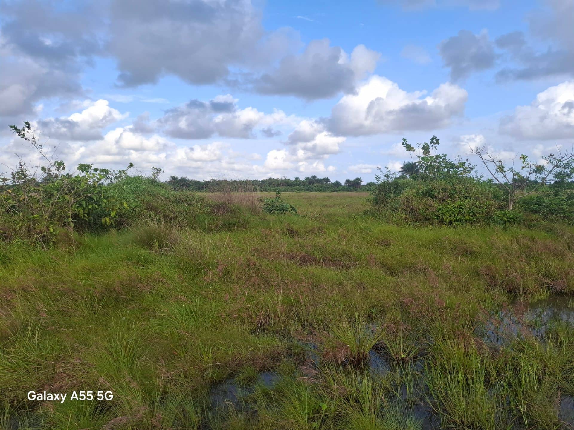 Wet land for sale